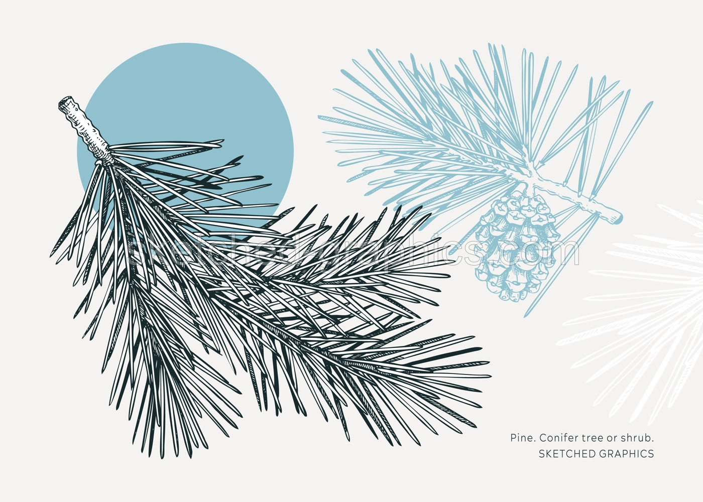 Collage-style pine sketch. Conifer tree drawing. Winter tree branch with cone hand-drawn vector illustration. Christmas design element. NOT AI genereted Illustration